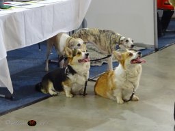 Haustiermesse Wien 2.03.2025